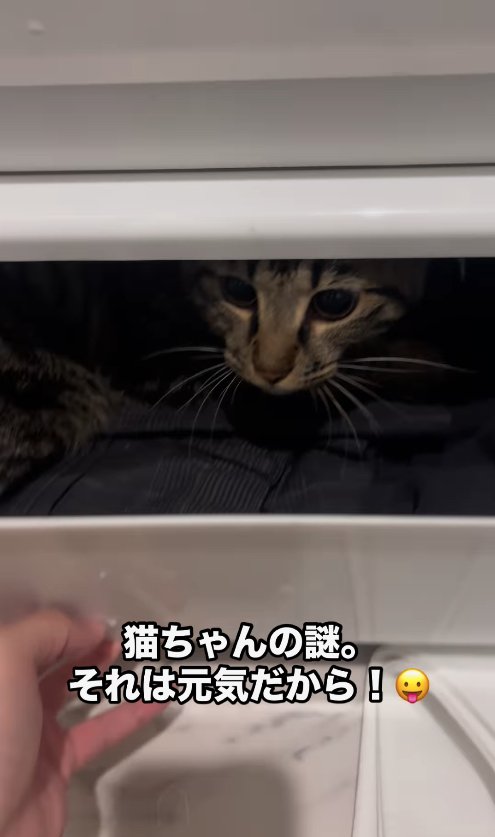 引き出しの奥から顔を覗かせる猫