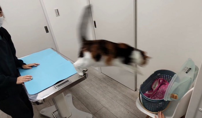 ジャンプする猫