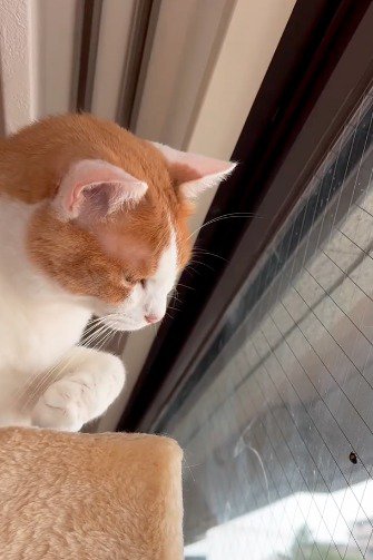 虫を見つめながら前足を上げる猫