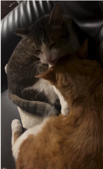 毛づくろいをしている猫たち