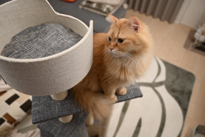 キャットタワーに乗る長毛の猫