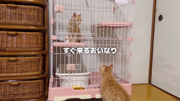 ケージの中を見る猫