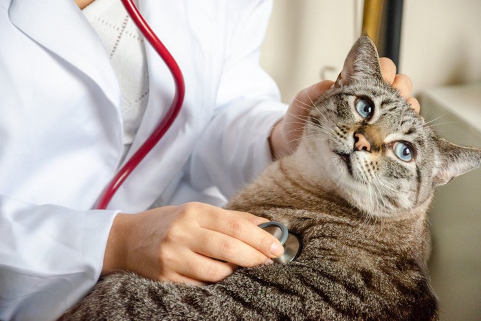 聴診器当てられ後ろを向く猫