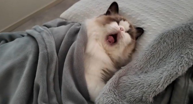 あくびする猫