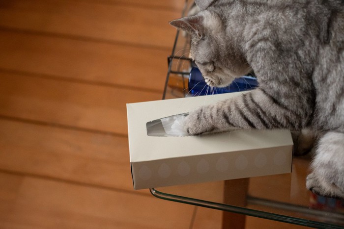 ティッシュを出す猫