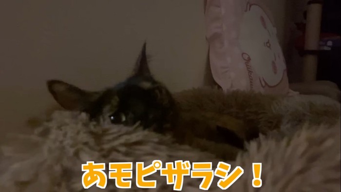 あモピザラシ！