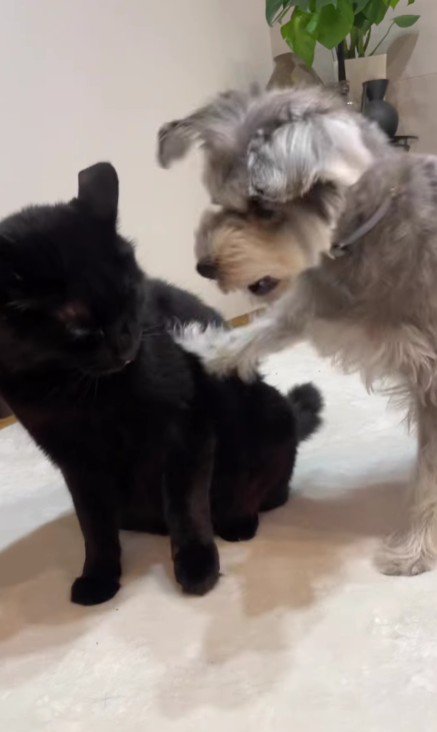 猫にちょっかいを出す犬