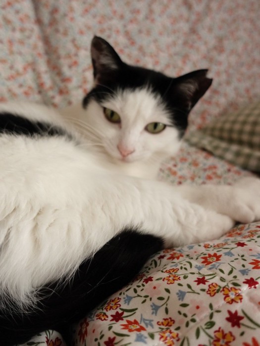 あくびをしているおこめちゃん