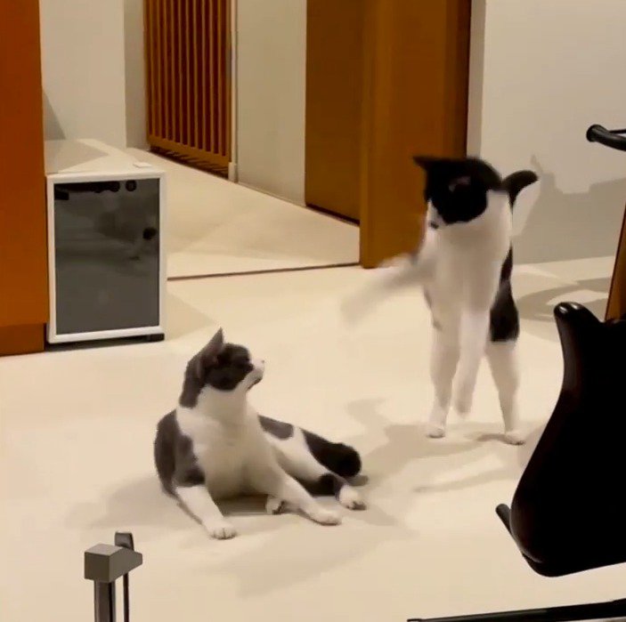 顔を見合わせる兄猫と妹猫