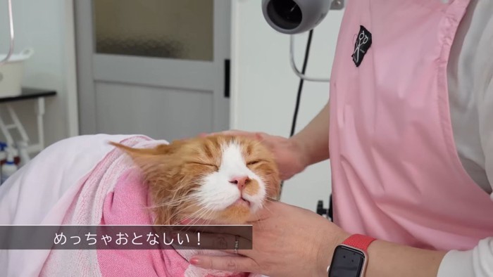 めっちゃおとなしい!