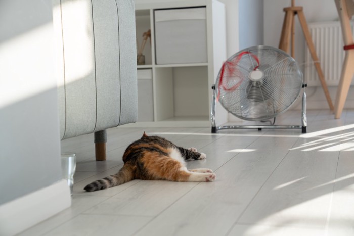 暑くて床で寝る猫