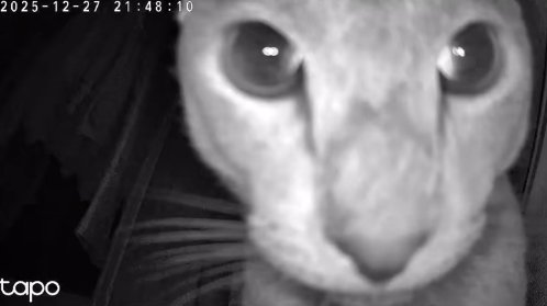 見守りカメラに写ったドアップの猫（耳見切れ）