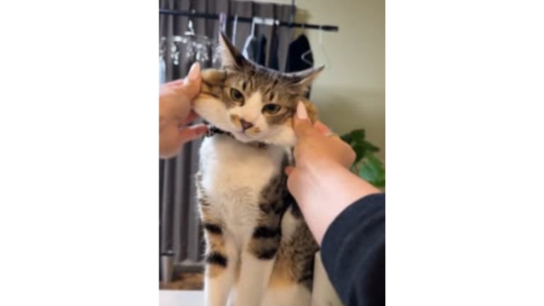 室内にいる猫