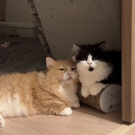 顔を寄せ合うように並ぶ2匹の猫