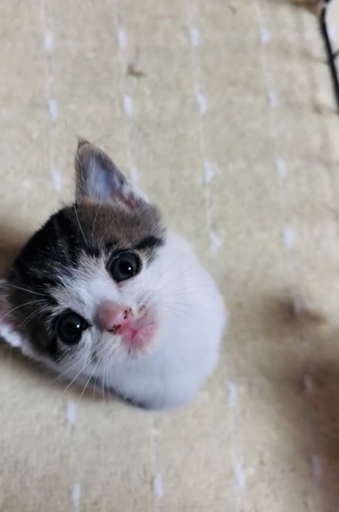 飼い主さんを見上げる子猫