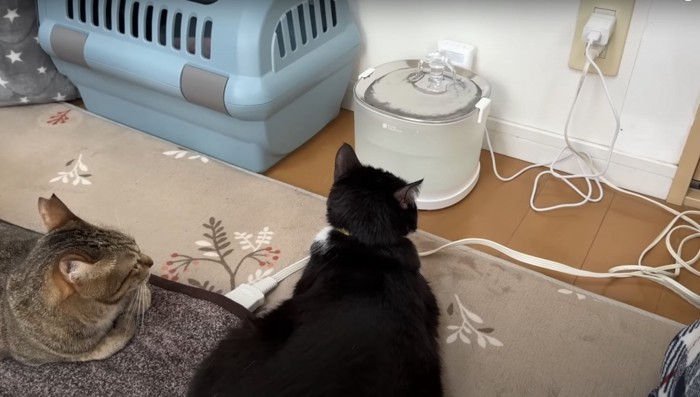 手前に2匹の猫。水飲み場を見ている