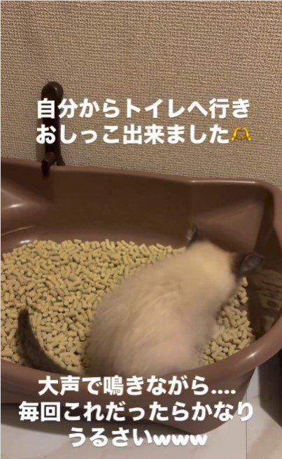 トイレに入っている子猫%％自分からトイレへ