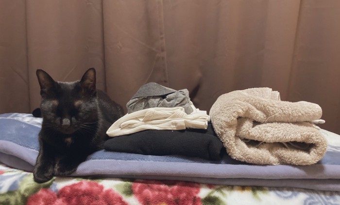 洗濯物の隣に並ぶ黒猫