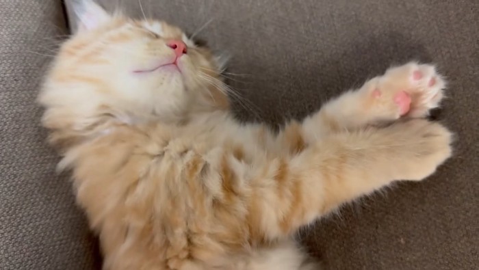 茶トラ猫の寝顔