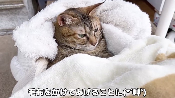 毛布をかけてもらう猫