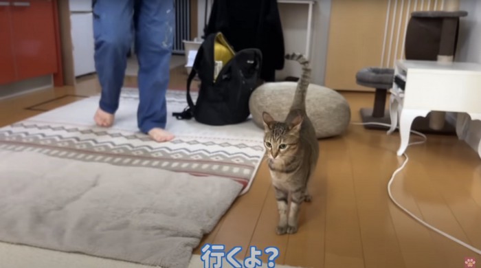 しっぽを立てる猫