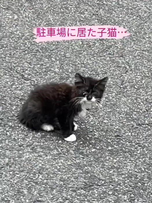 外にいる子猫