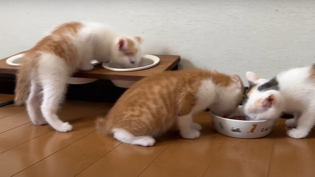 エサを食べる3匹の子猫