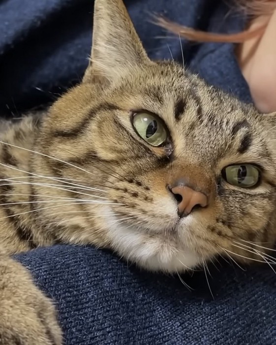 くつろぐ猫の写真2