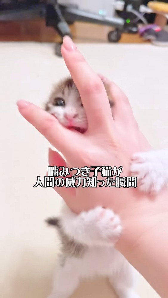 人の手にしがみつく猫