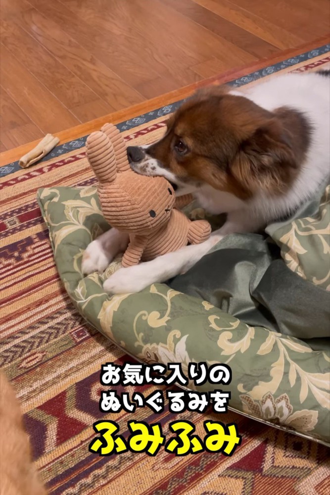 ぬいぐるみをくわえる犬