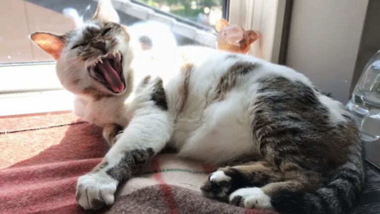 あくびしている猫