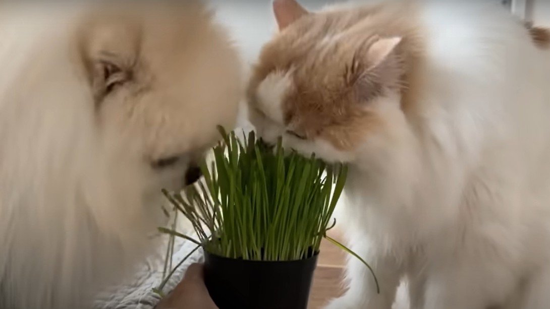 猫草を食べる犬と猫