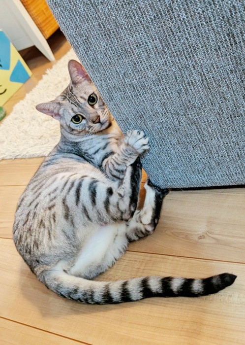 ソファに爪を立てる猫