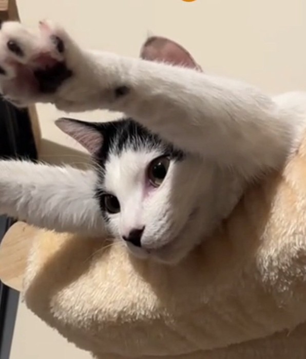 真剣な表情のゆきちゃん