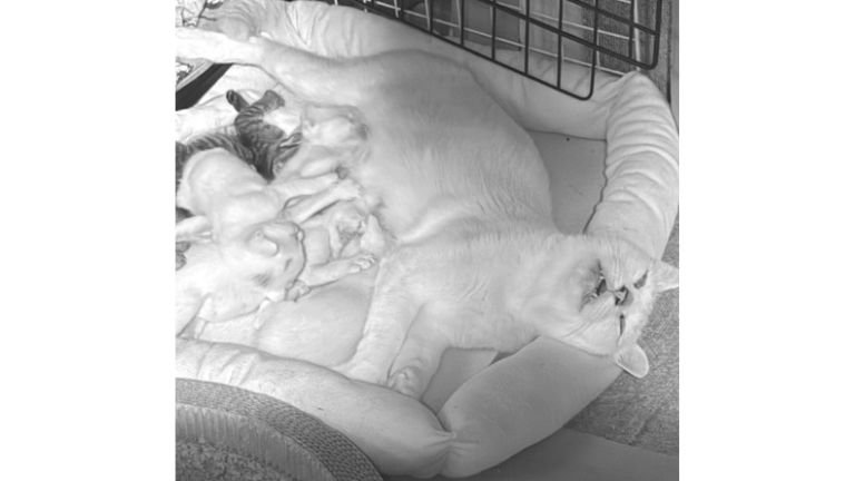 寝ている猫たち