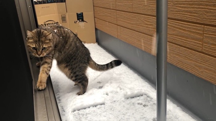 左前足を伸ばして