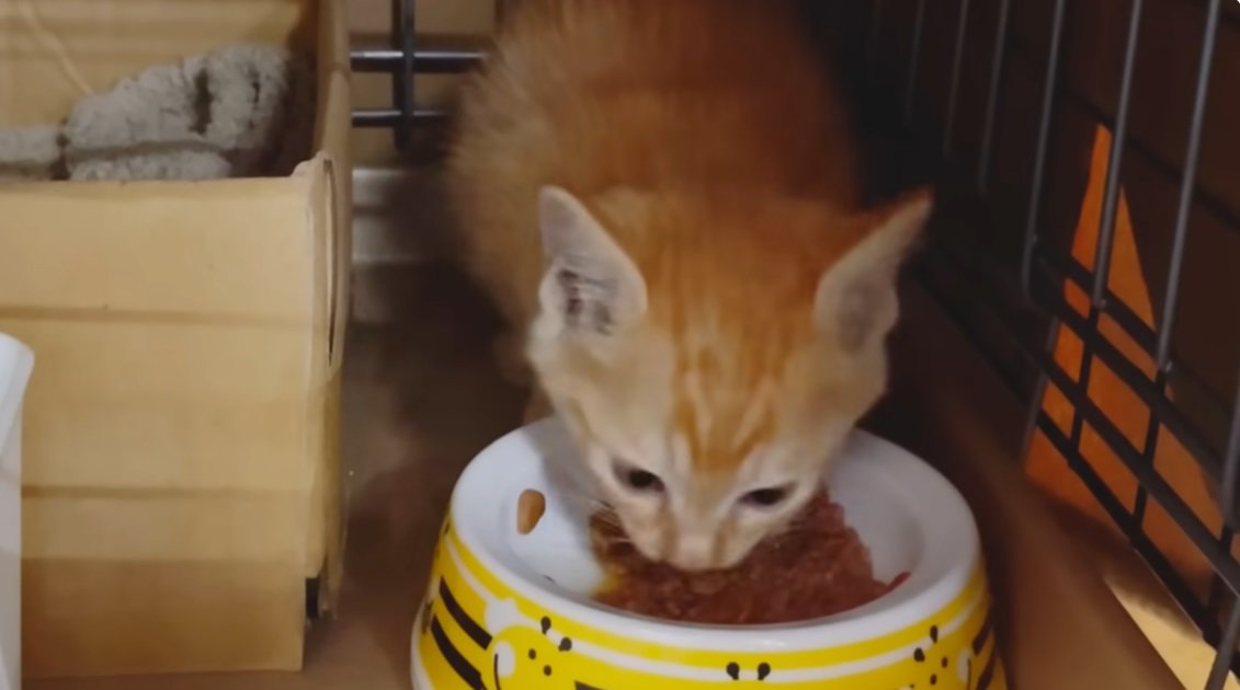 えさを食べる茶トラの子猫