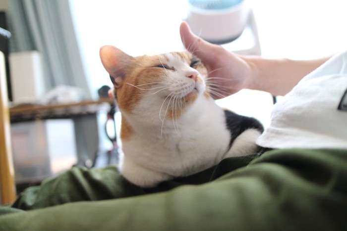 嬉しそうな猫