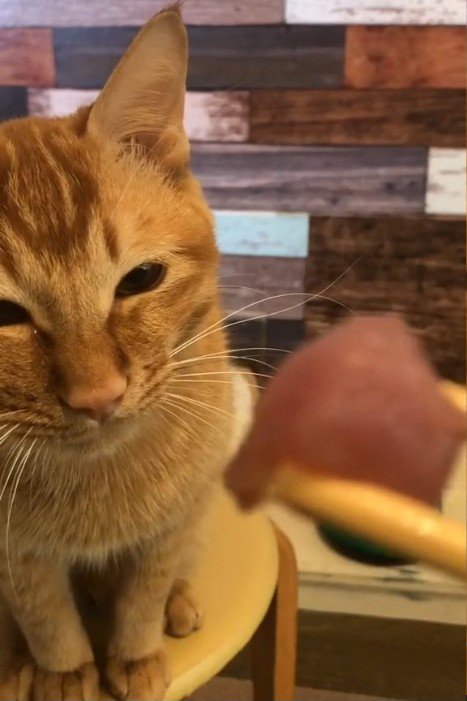 箸の先の食べ物を見る猫