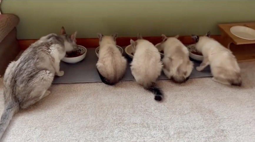 ご飯を食べる猫たち