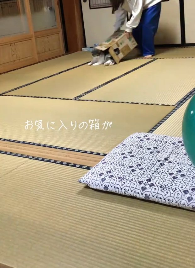 箱から出されそうになる猫