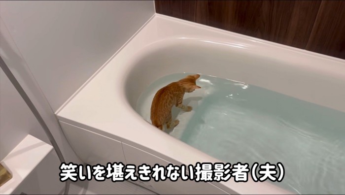 浴槽に入った猫を見て笑う飼い主