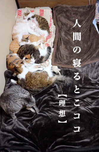 布団の左側に集まって眠る猫たち