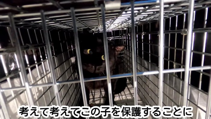 捕獲器の中にいる猫