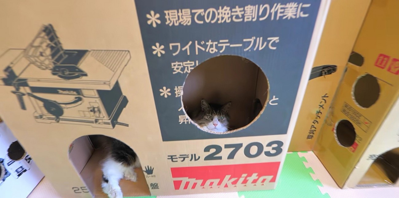 窓穴が切り取られた段ボールで寛ぐ長毛猫
