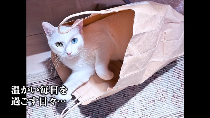 紙袋の中にいる猫