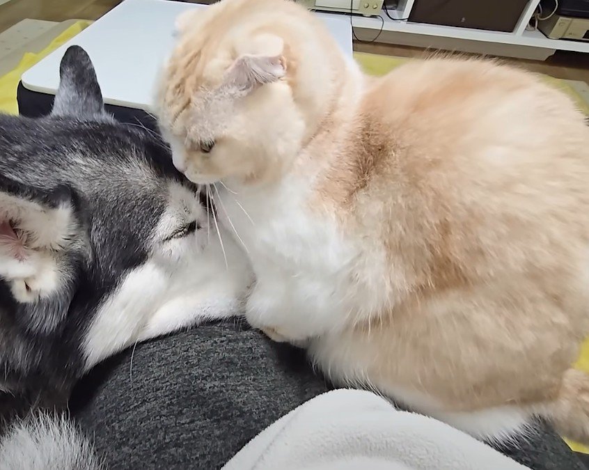 猫と犬