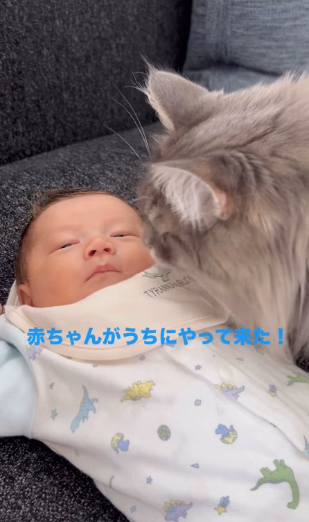 赤ちゃんの顔を覗き込むグレー猫「赤ちゃんがうちにやって来た!」