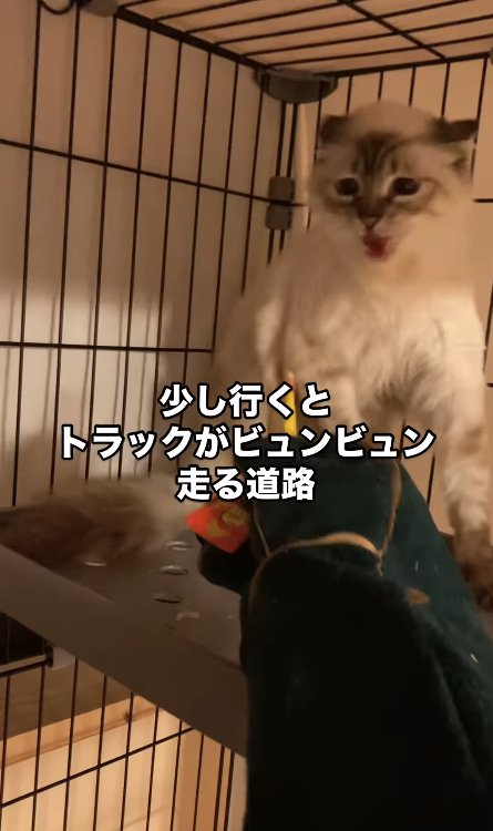 ちゅーるを持った手を威嚇している猫