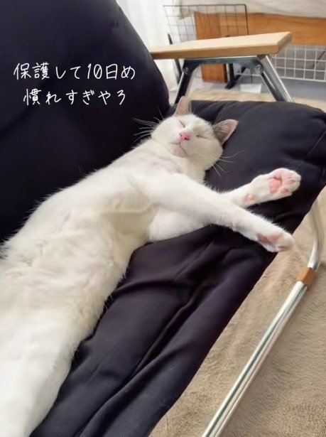 ソファの上でへそ天で眠る猫のアップ